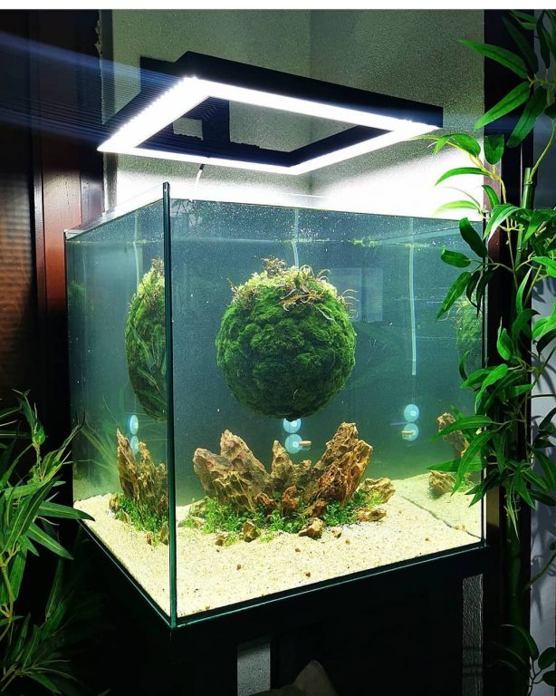6 Benefits of Aquatic Plants in the Aquarium