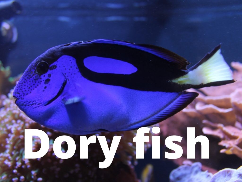 What kinda fish is dory? Complete details about the dory fish