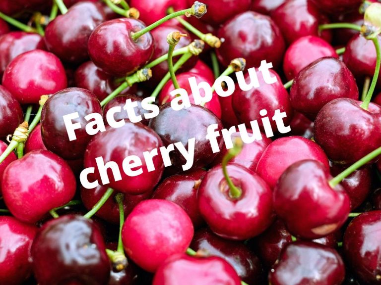 Facts about cherry fruit Cherry fruit health benefits