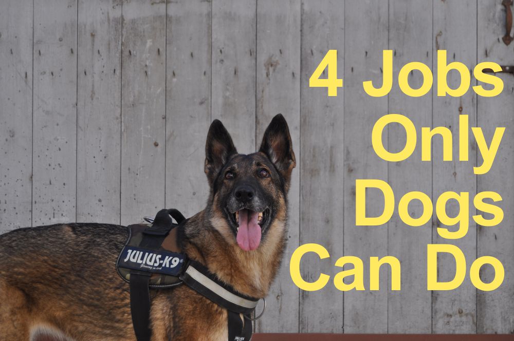4 Jobs Only Dogs Can Do CBD Oil for Pets ABSC Organics