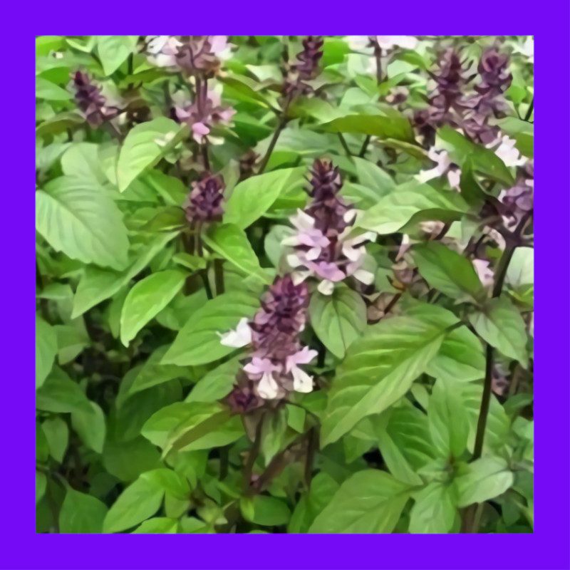 BASILCINNAMON Heritage organic open pollinated seeds