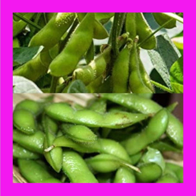 BEANSOYBEAN EDAMAME Heritage organic open pollinated seeds