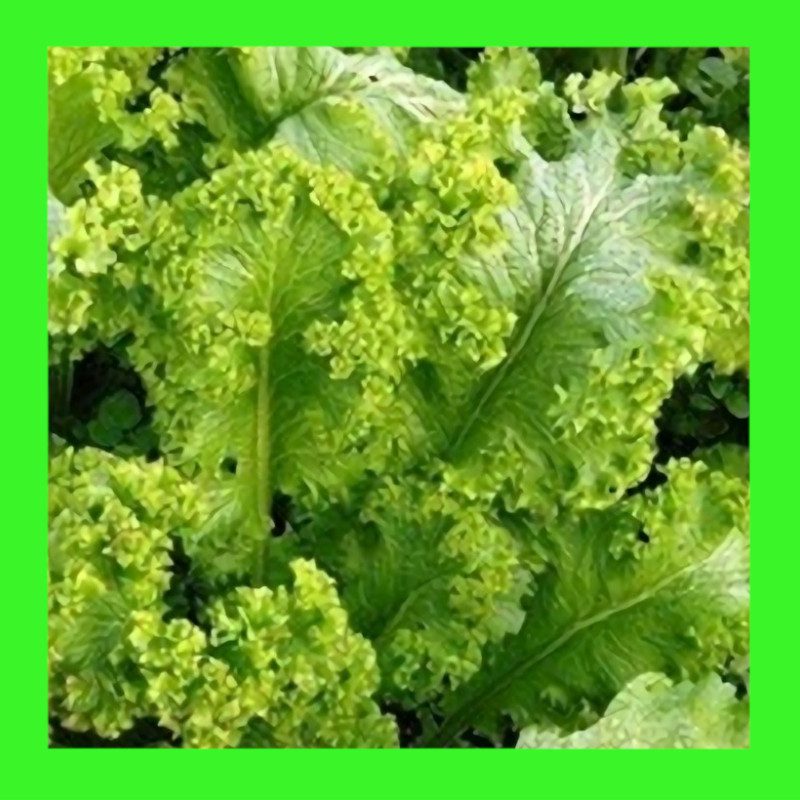 CABBAGE MUSTARD GREEN WAVE Heritage open pollinated seeds