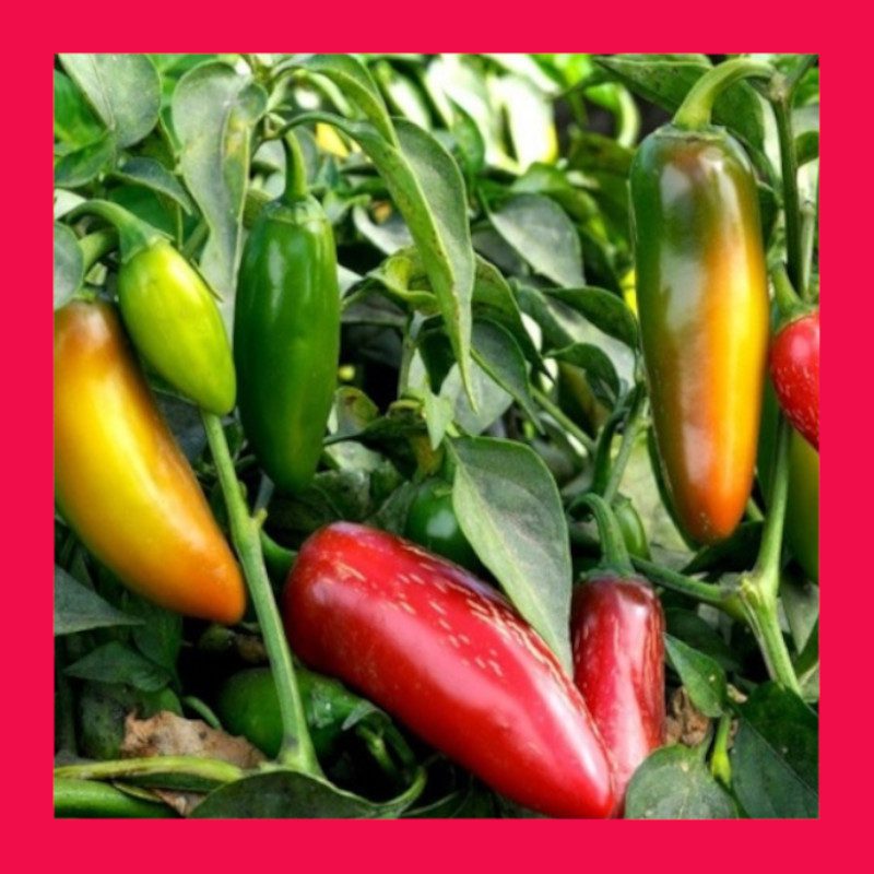 CHILLIJALAPENO Heritage organic open pollinated seeds