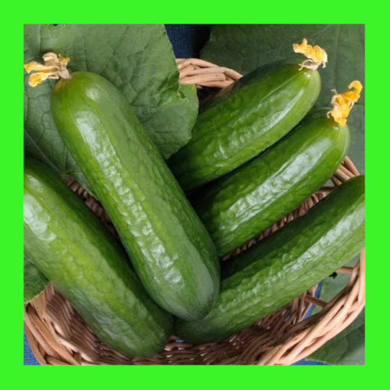 CUCUMBERMUNCHER BURPLESS Heritage Seeds ABSeeds