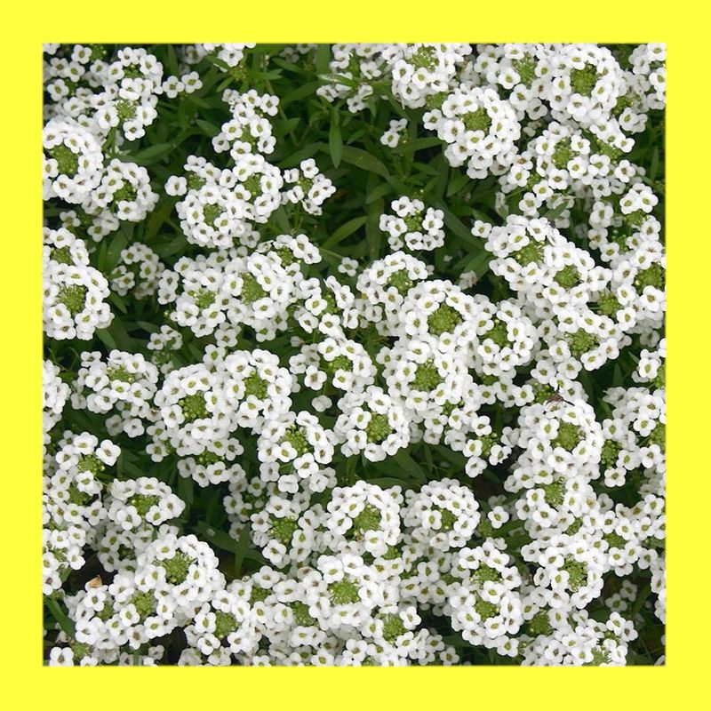 FLOWERALYSSUM WHITE Heritage open pollinated seeds