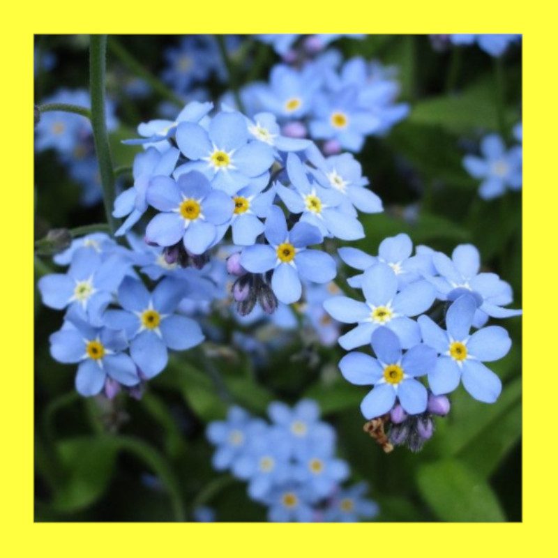 ME NOT Heritage organic open pollinated seeds