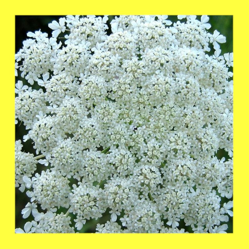 FLOWERQUEEN ANNE'S LACE Heritage open pollinated seeds