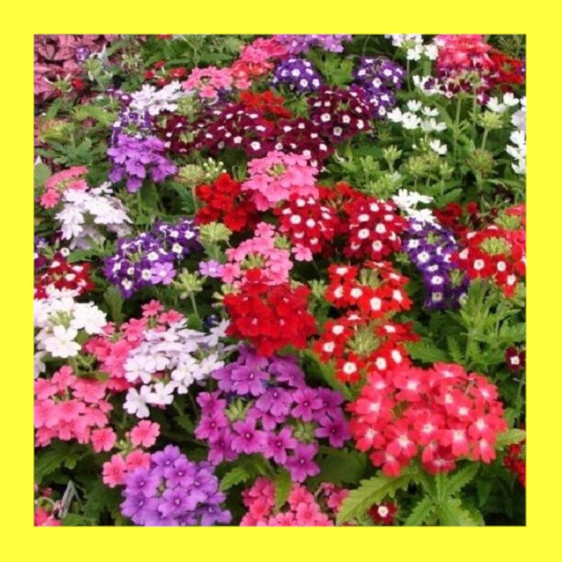 FLOWERVERBENA Heritage organic open pollinated seeds