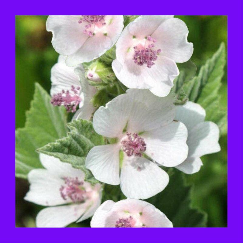 HERBMARSHMALLOW Heritage organic open pollinated seeds