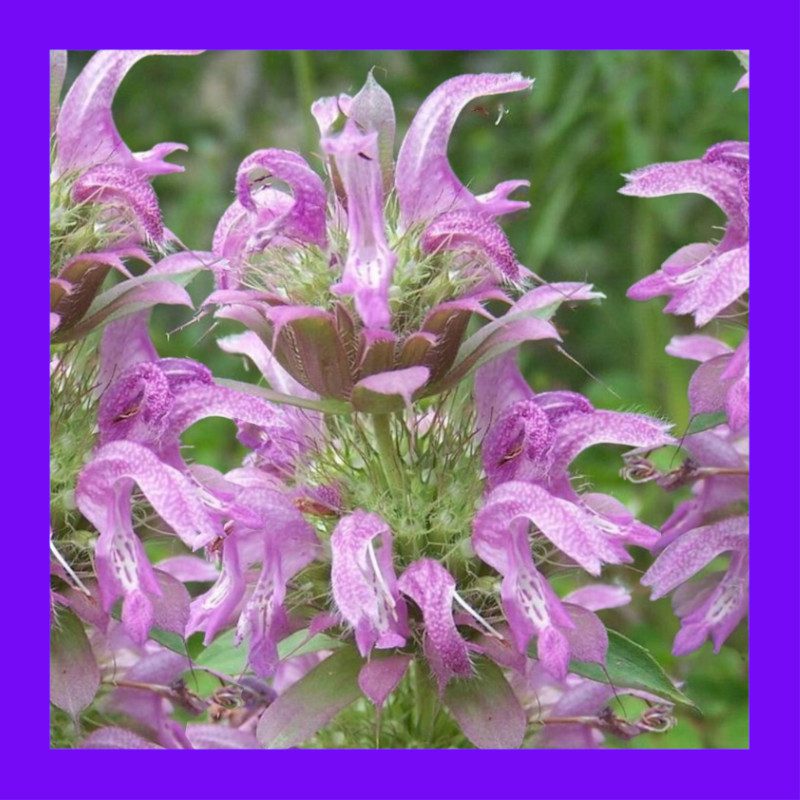 HERBMINTLEMON (Bee Balm) Heritage organic open pollinated seeds
