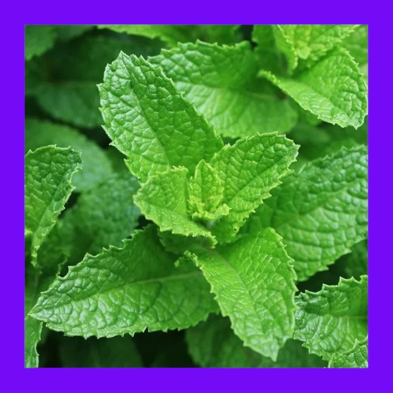 HERBMINTSPEARMINT Heritage organic open pollinated seeds