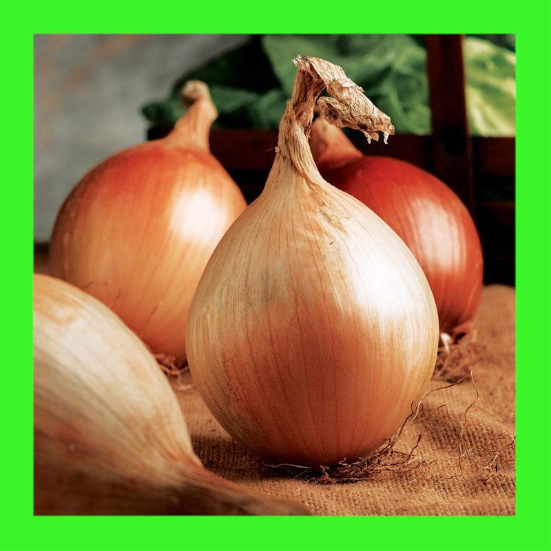 ONIONAILSA CRAIG Heritage organic open pollinated seeds