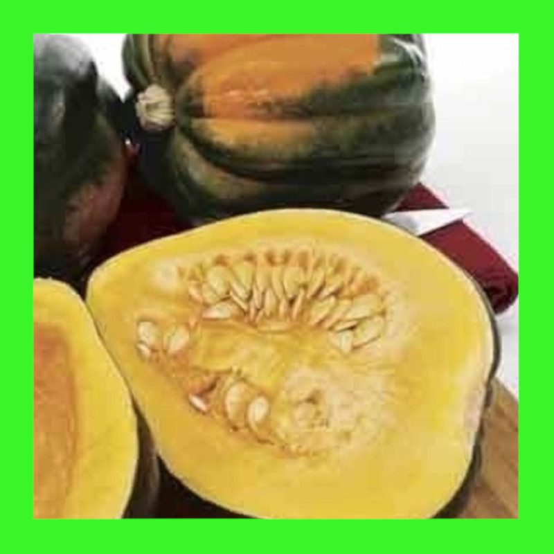 SQUASHTABLE QUEEN ACORN Heritage organic open pollinated