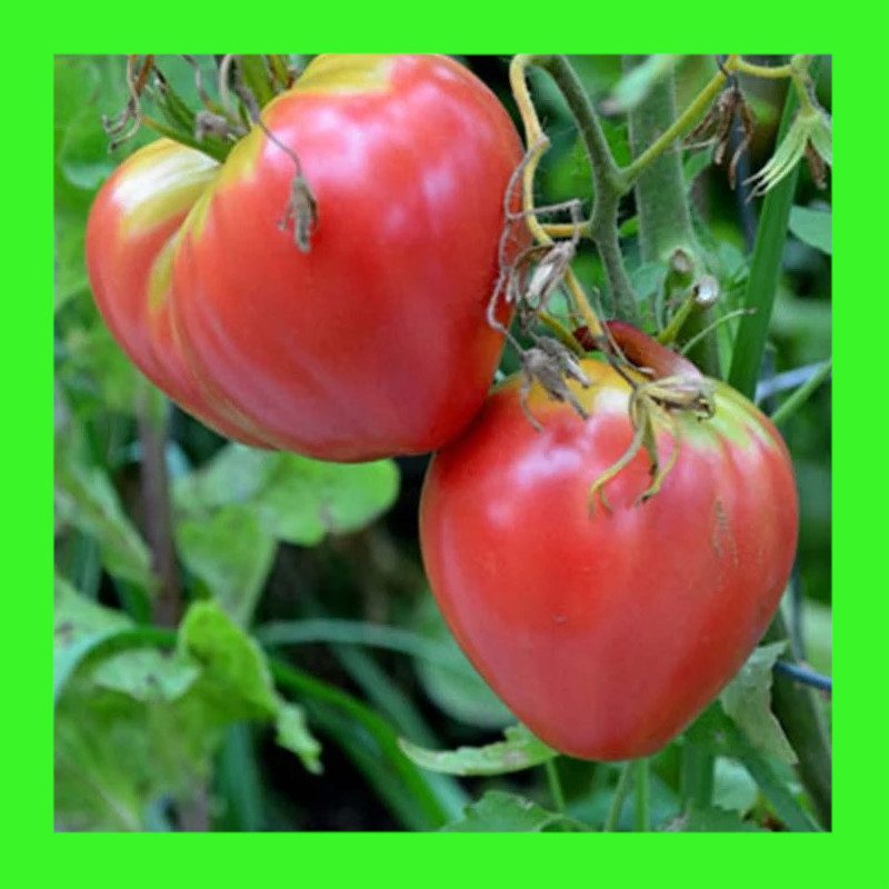 TOMATOOXHEART PINK Heritage organic open pollinated seeds