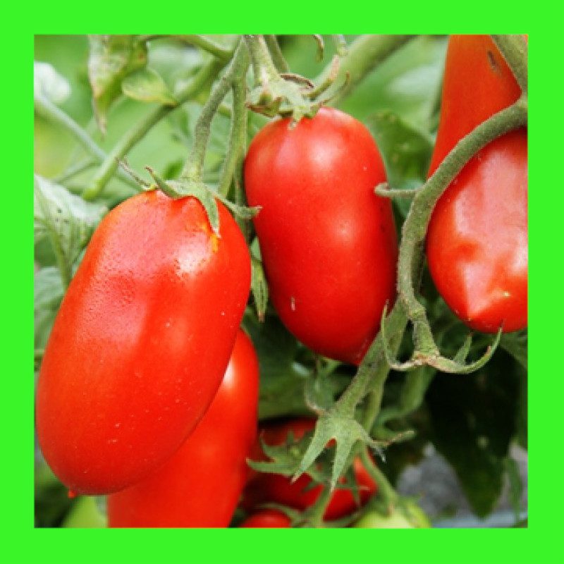 TOMATOROMA Heritage organic open pollinated seeds