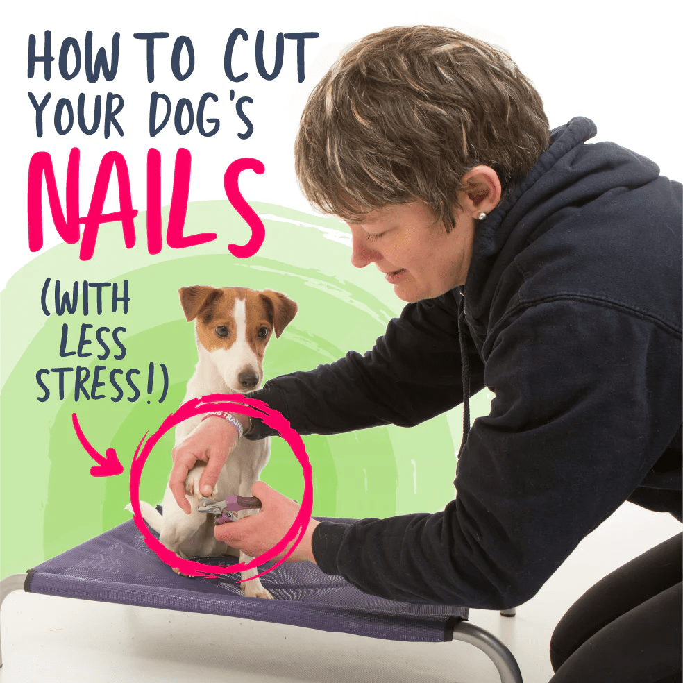 How to Cut Your Dog's Nails (with less stress!) Absolute Dogs