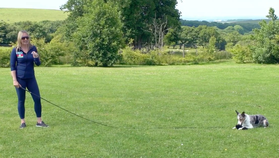 Retrieve Dog Training with Absolute Dogs Rocking Retrieve Online Course