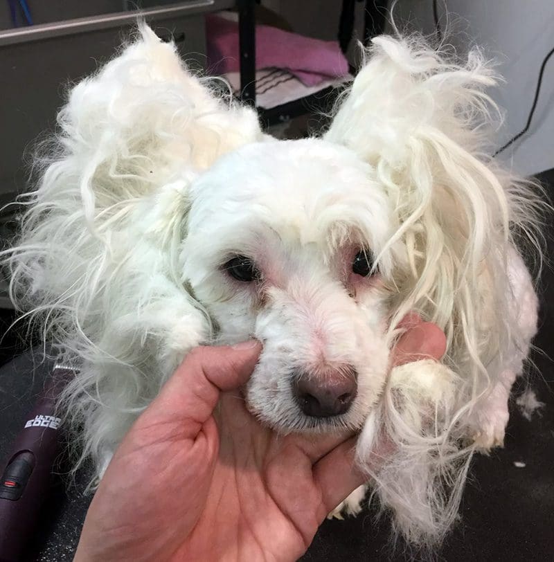 How to a Dog Groomer (Tips from a Certified Pro) • Absolute