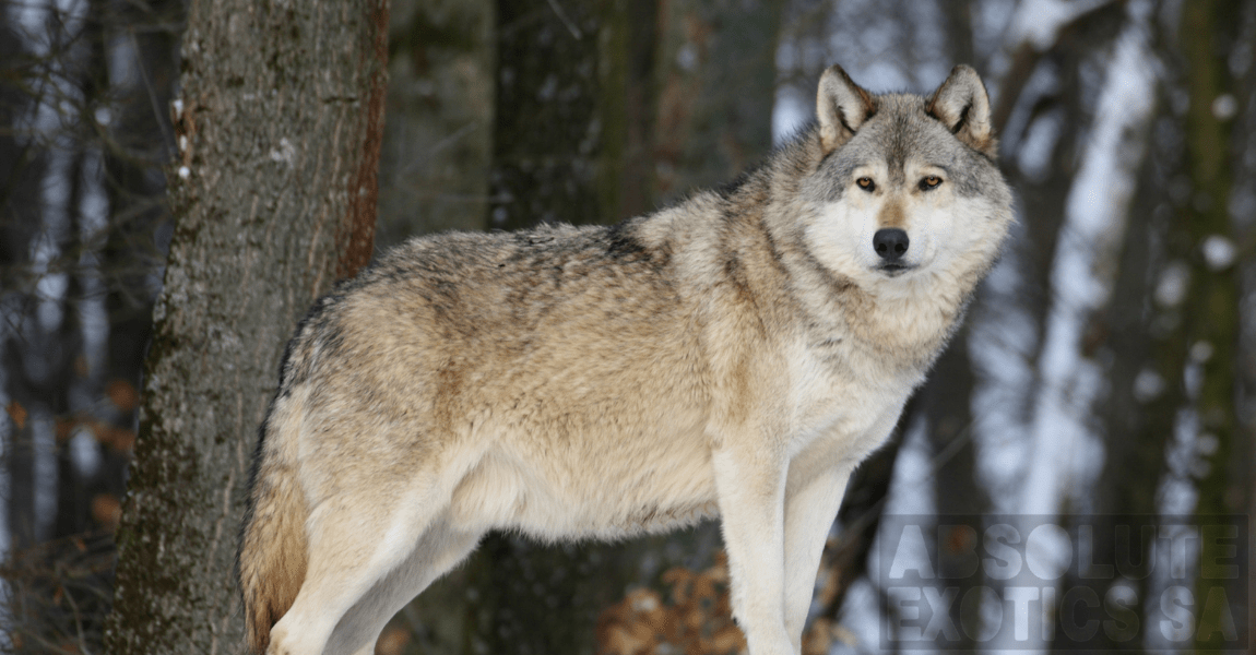 Canadian Timber wolf