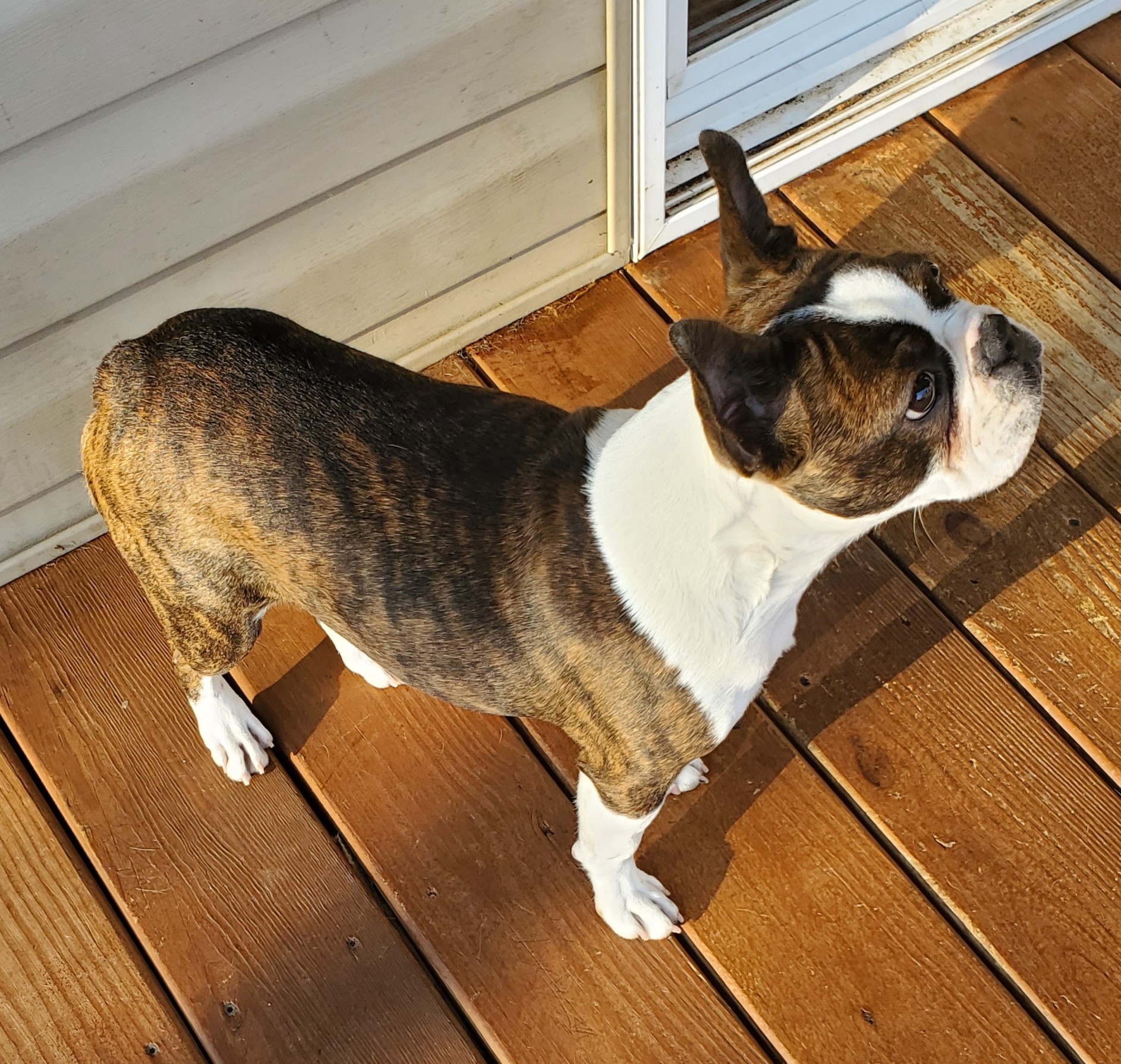 Boston Terriers Absolutely Boston Terriers