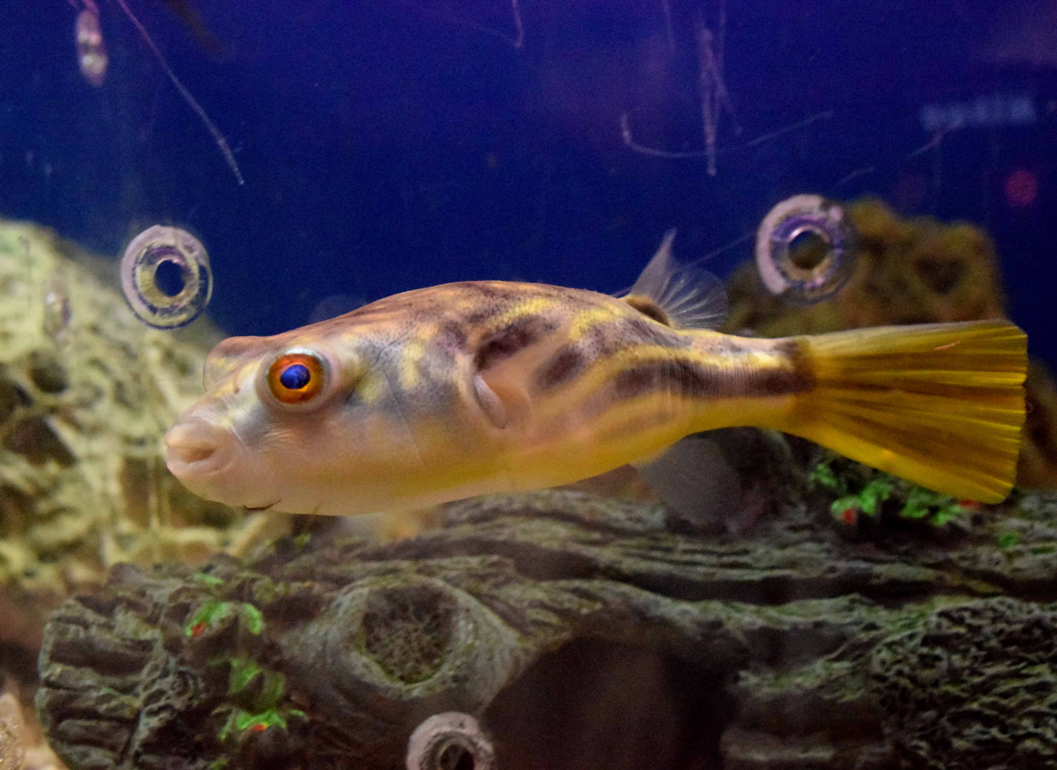 Fahaka Puffer Absolutely Fish