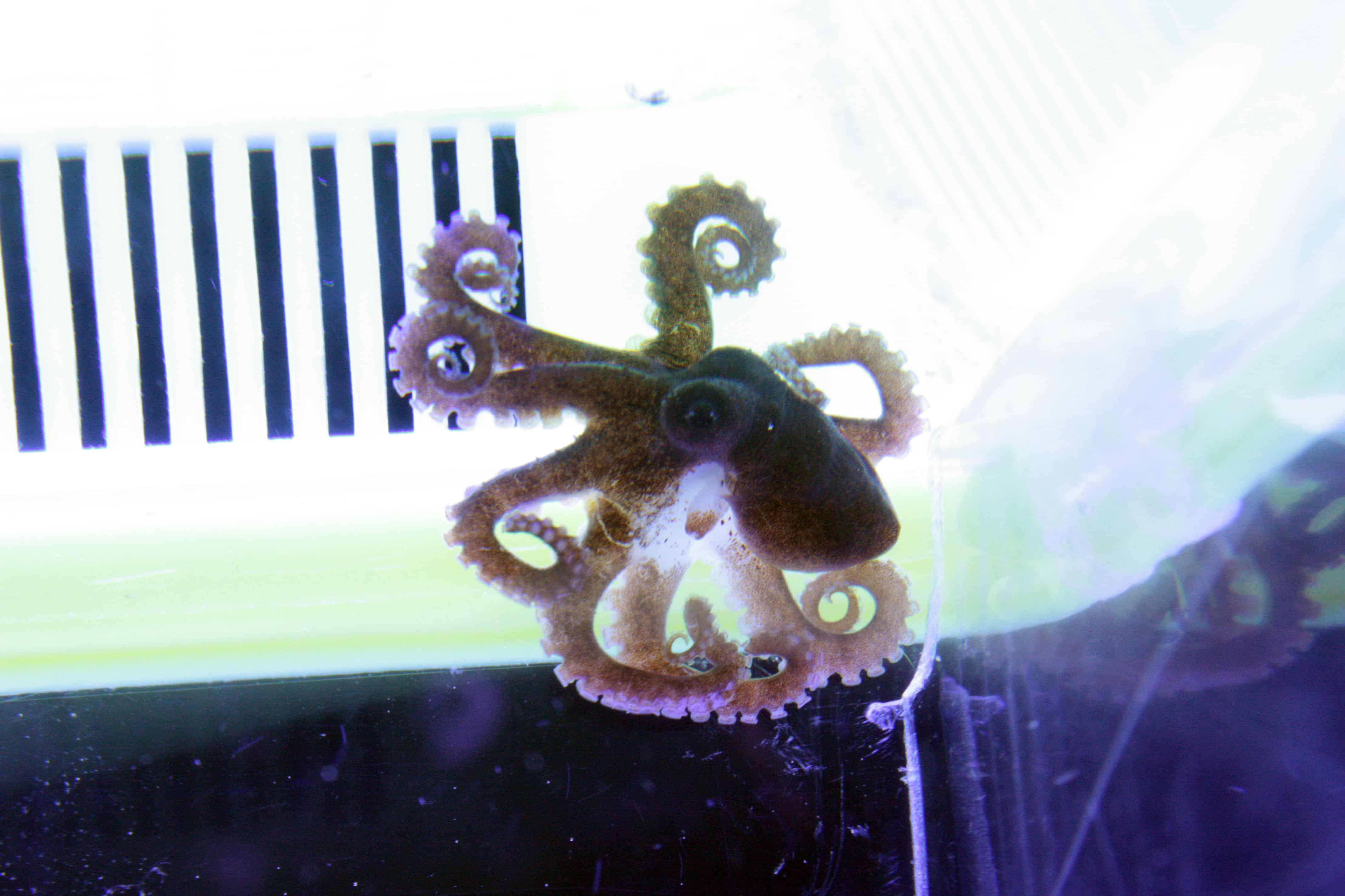 Caribbean Pygmy Octopus