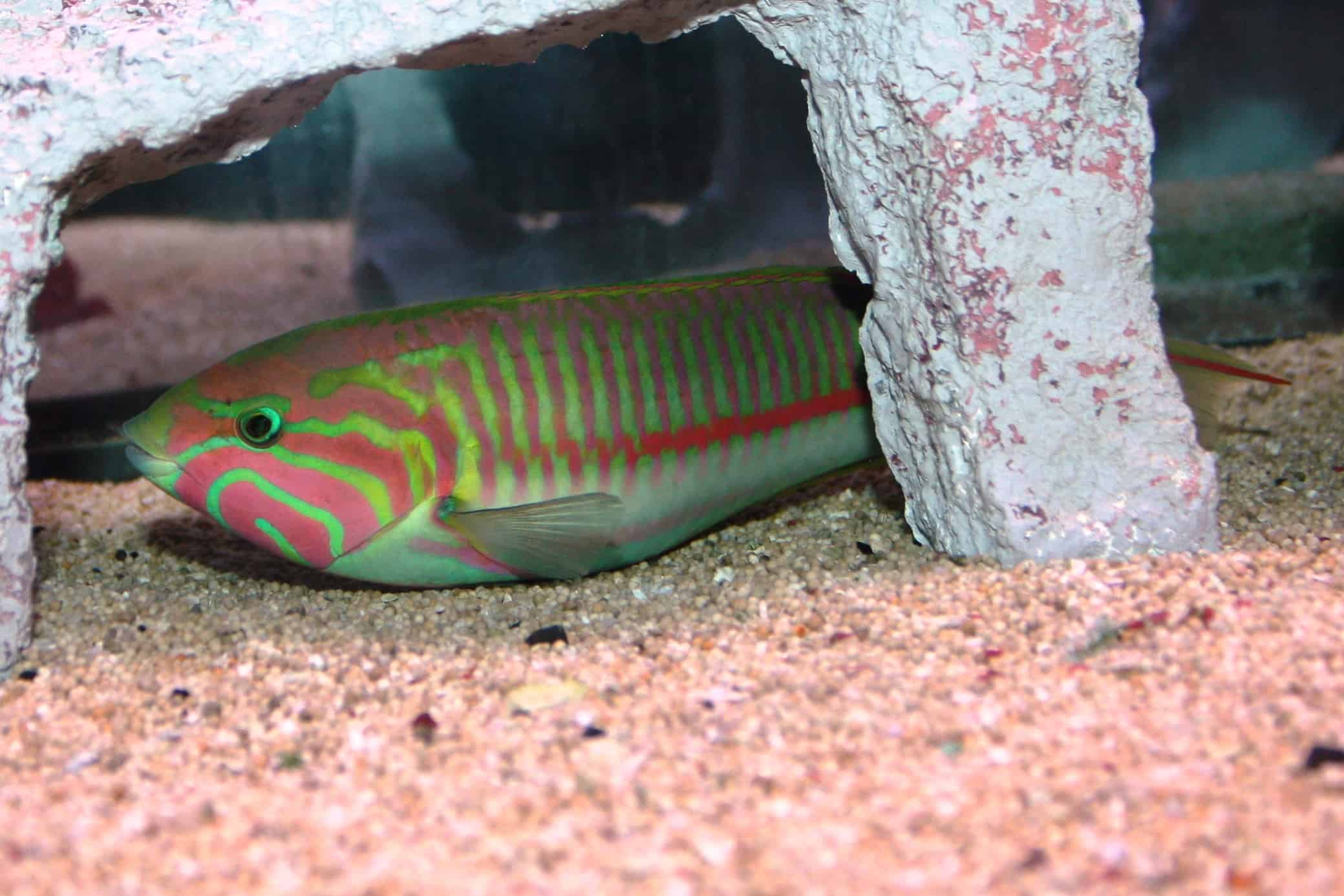 Absolutely Fish Blogs Saltwater Fish for Sale