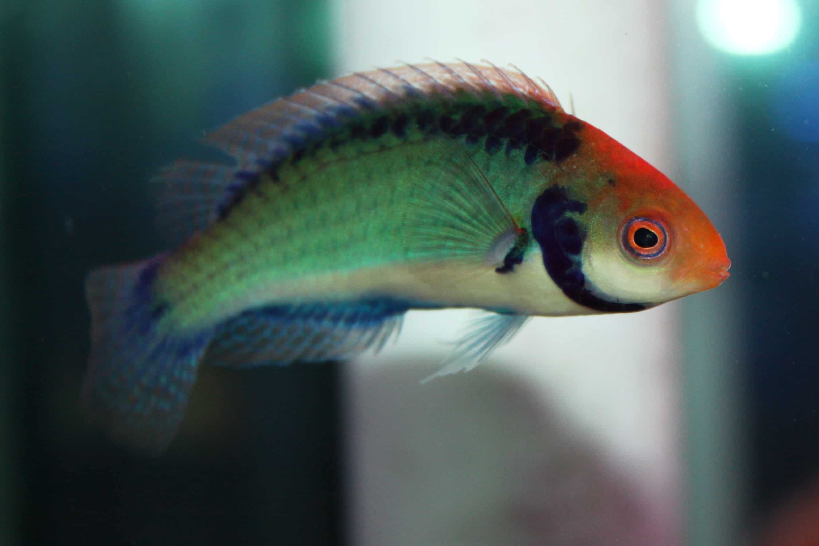 Absolutely Fish Blogs Saltwater Fish for Sale