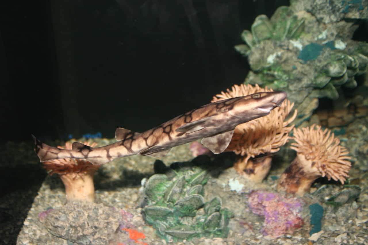 Chain Catsharks to Buy