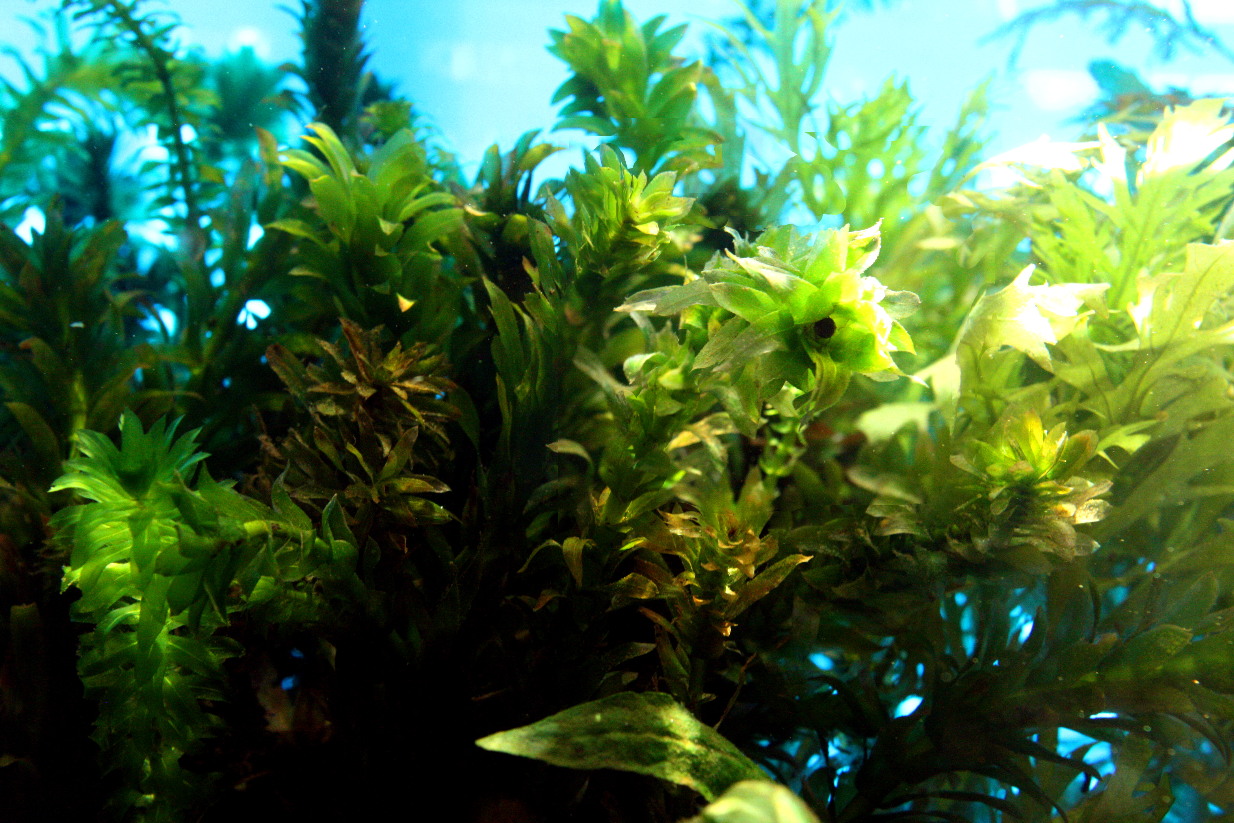 Absolutely Fish Invasive Aquarium Plants and What You Absolutely Fish Invasive Aquarium Plants and What You