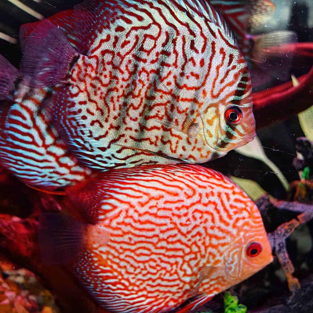 Quarantine Tank A Home Aquarium LifeSaver! Absolutely Fish