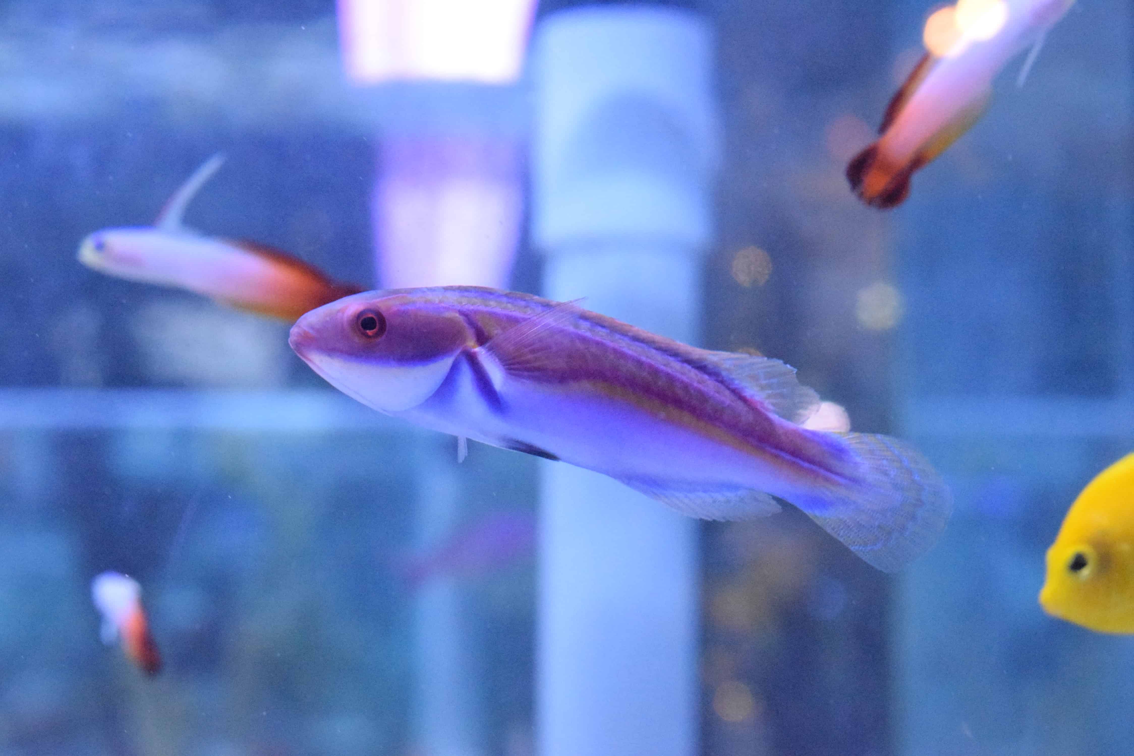 Labouti wrasse Absolutely Fish