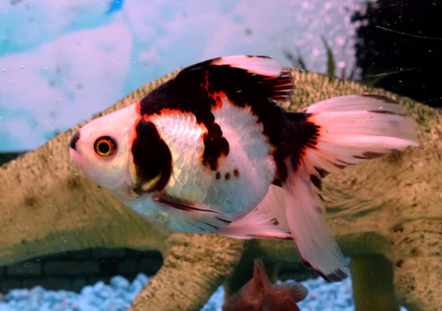 Fancy Goldfish Trending Now! Absolutely Fish