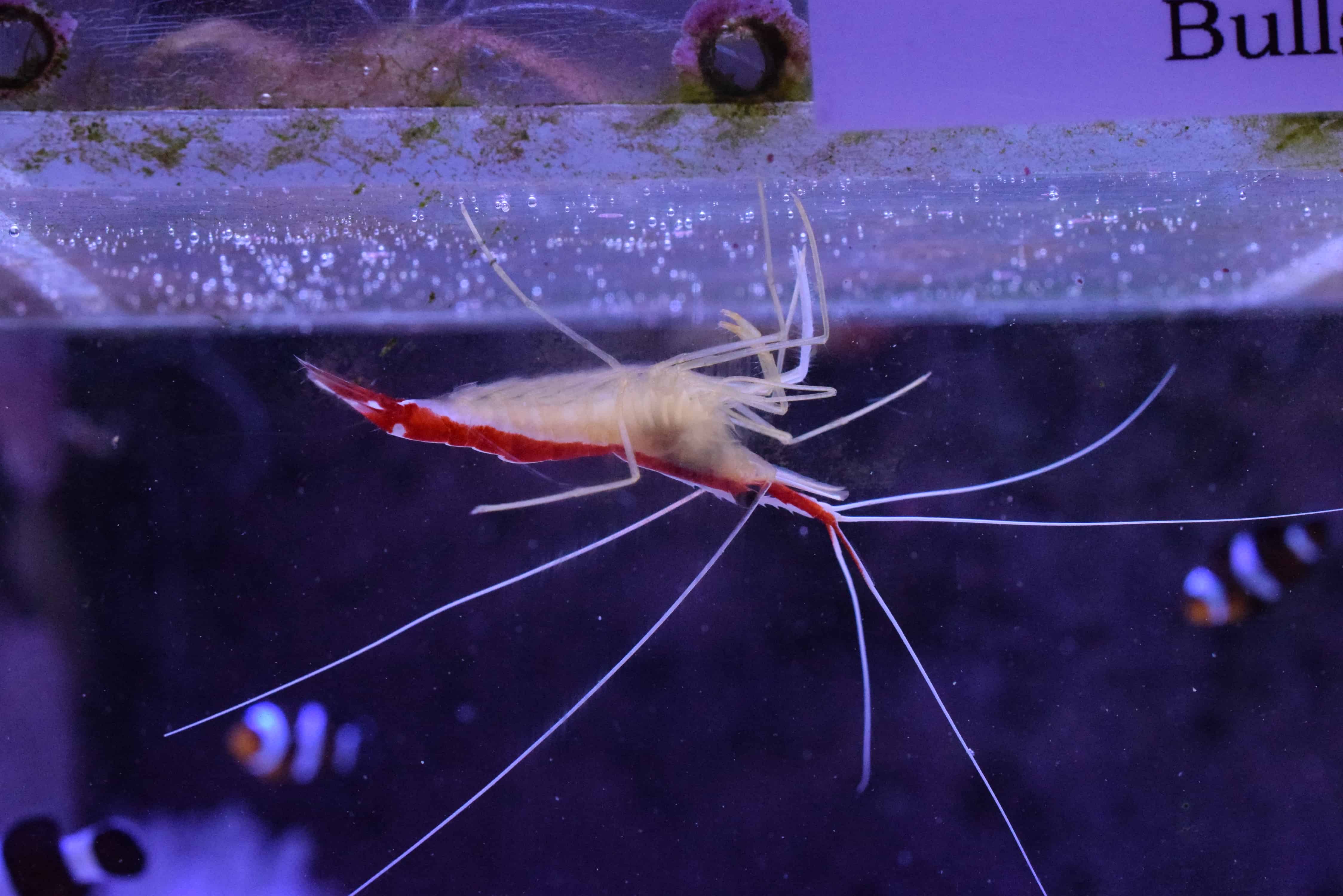 The Essential Top 10 Reef Cleaners Absolutely Fish