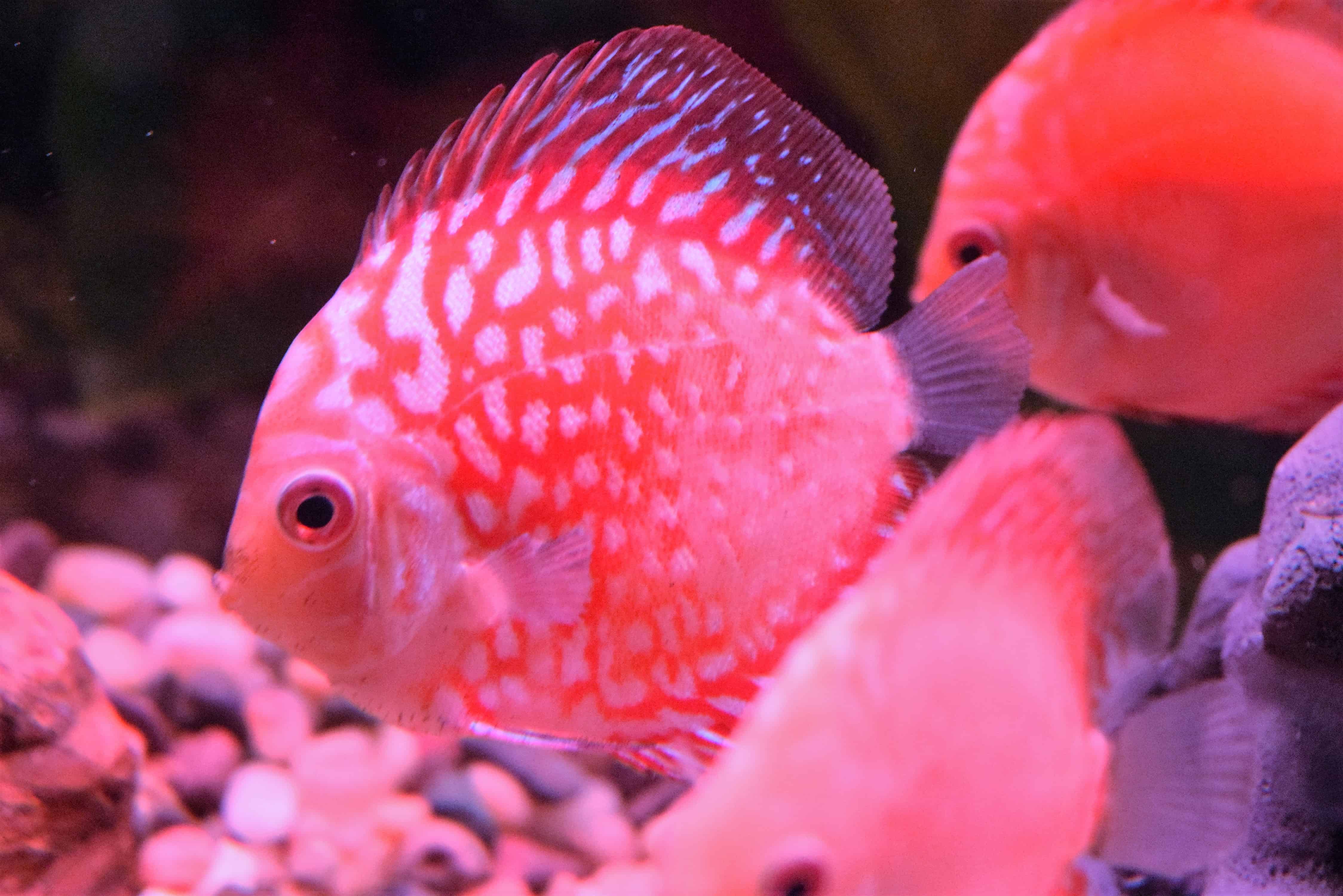 Pigeon Red Blood Discus Absolutely Fish