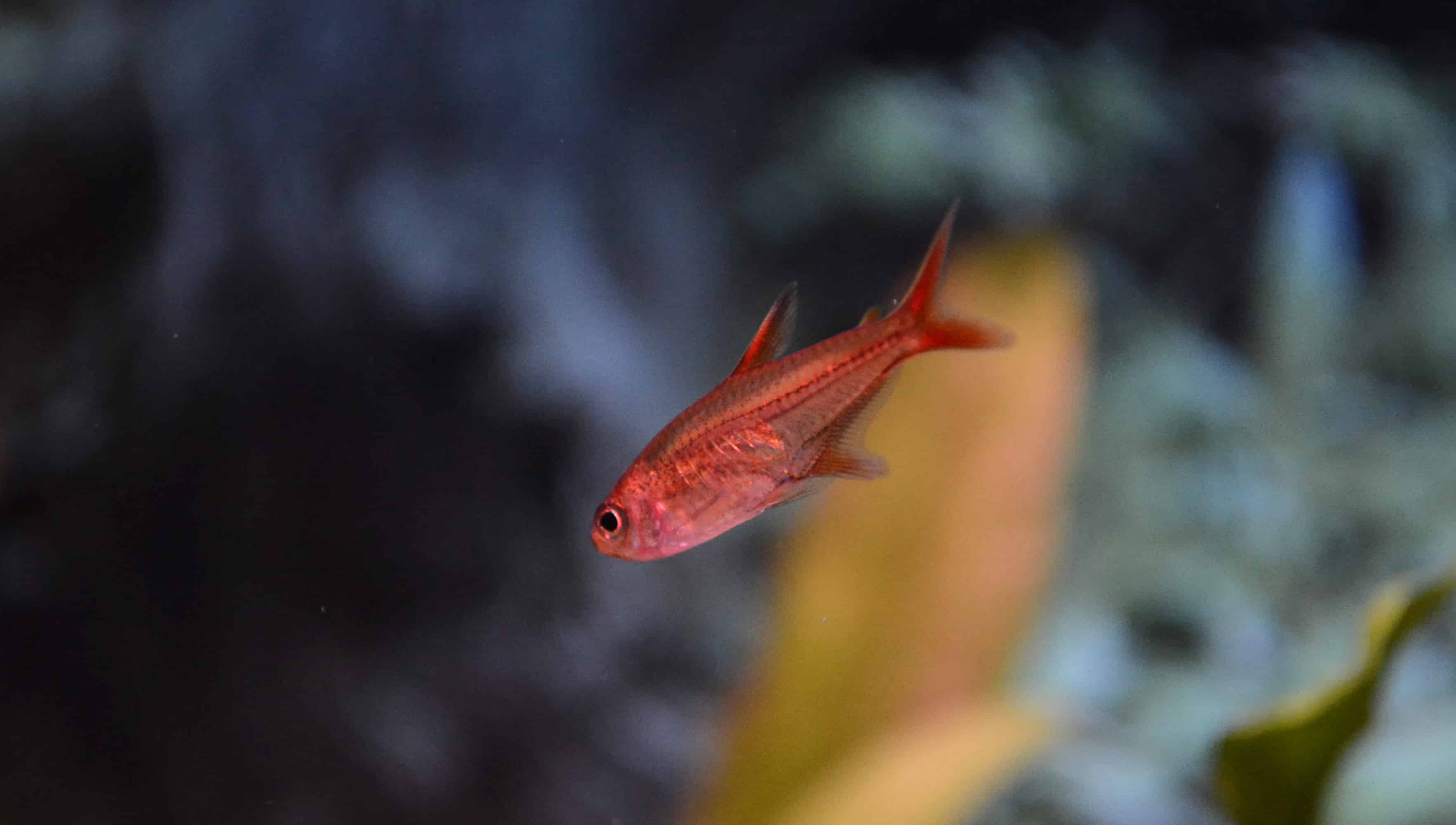 Freshwater Nano Fish Absolutely Fish