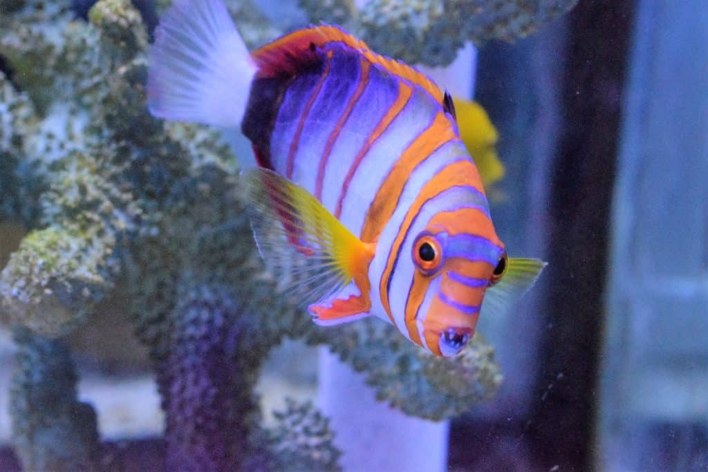 Todd’s Top 5 Predatory Fish for a Marine Aquarium Absolutely Fish