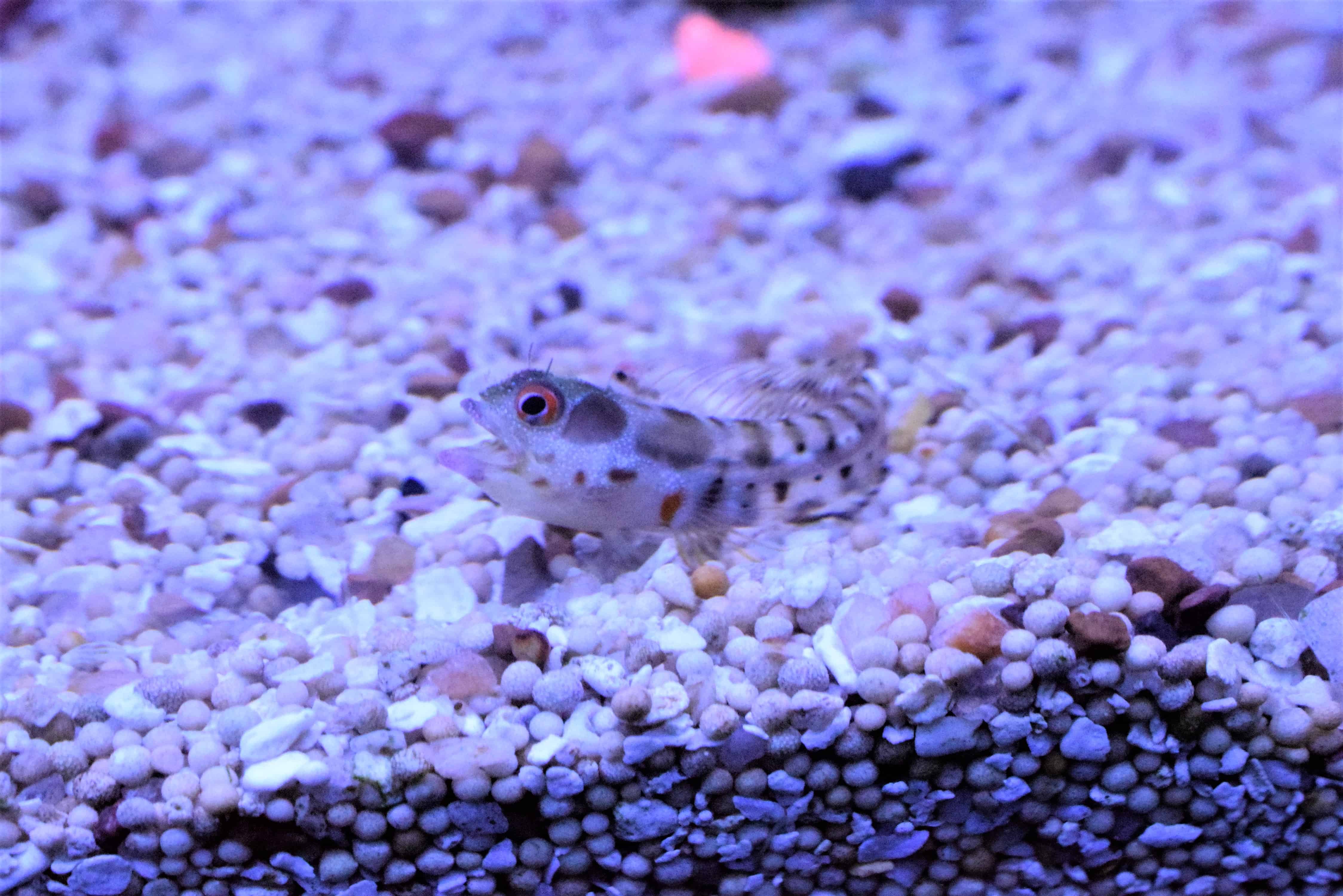 5 Nano Reef Fish Absolutely Fish