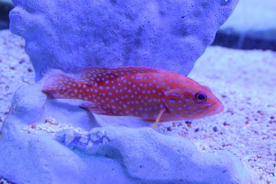 Todd’s Top 5 Predatory Fish for a Marine Aquarium Absolutely Fish