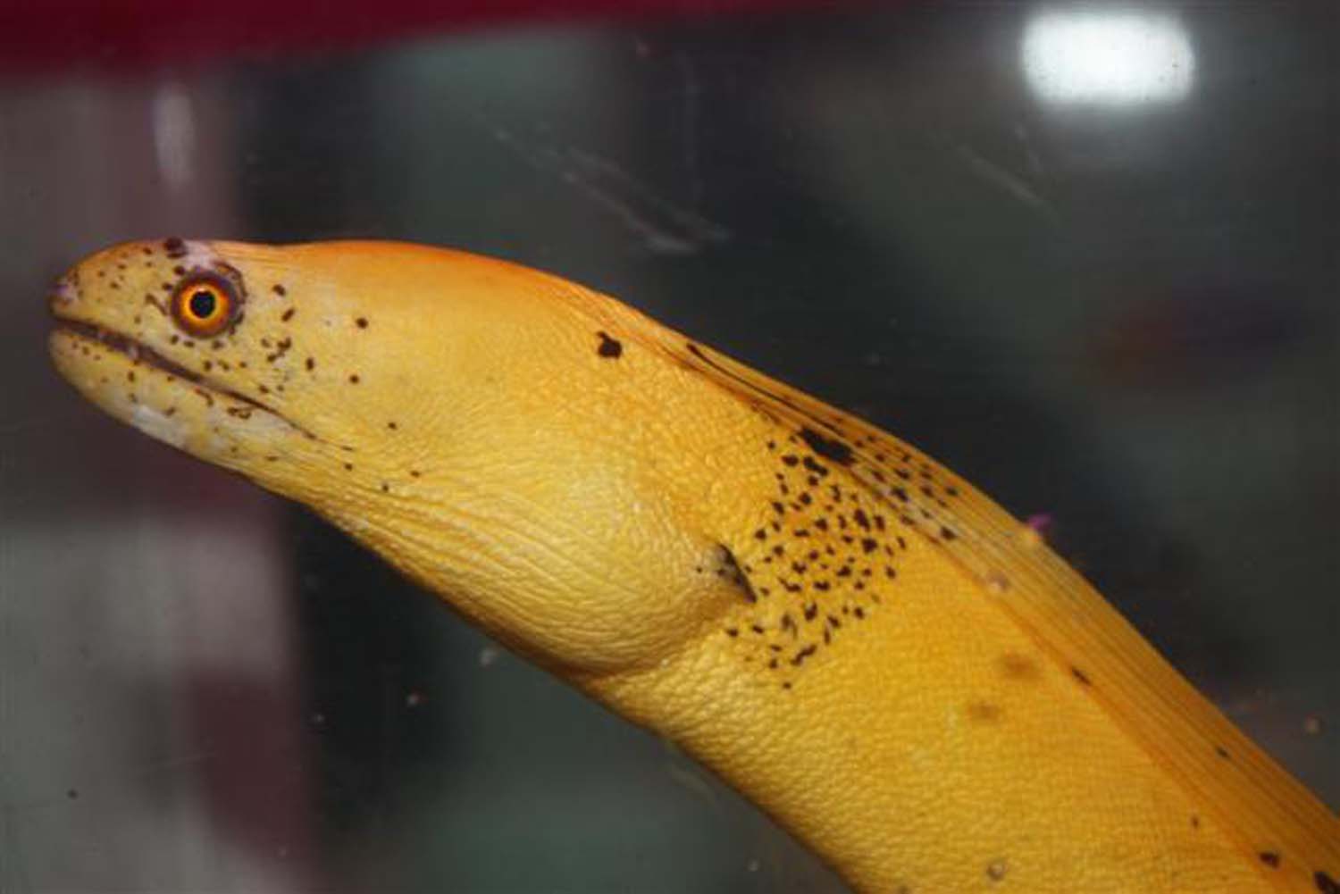 Saltwater eels Absolutely Fish