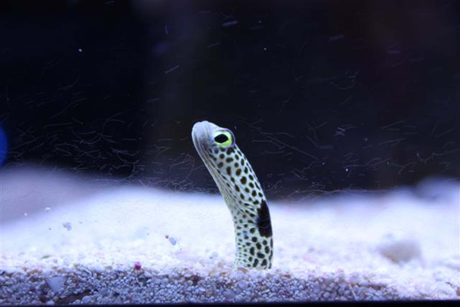Saltwater eels Absolutely Fish