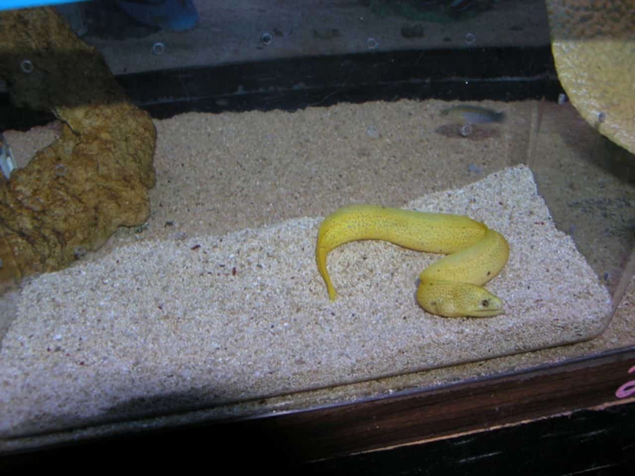 Saltwater eels Absolutely Fish