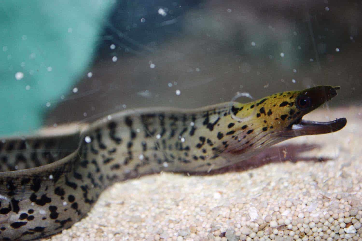 Saltwater eels Absolutely Fish