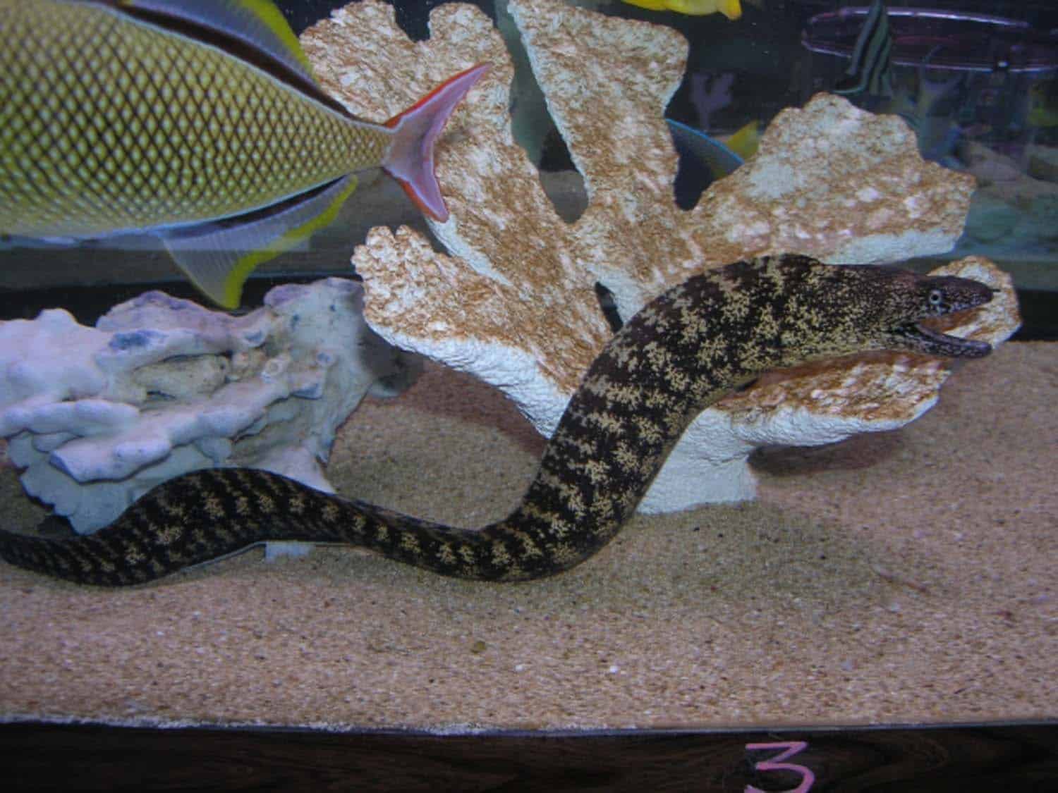 Saltwater eels Absolutely Fish