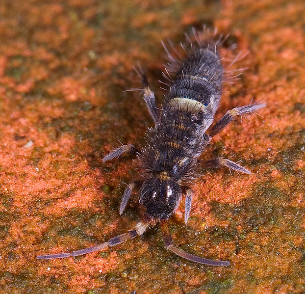 Springtails Home of Absolute Pest Control