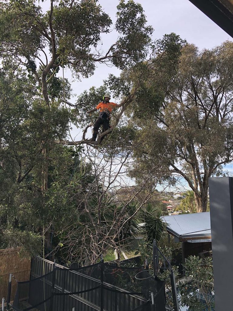 How Much To Cut Down Or Remove A Tree Tree Removal Cost