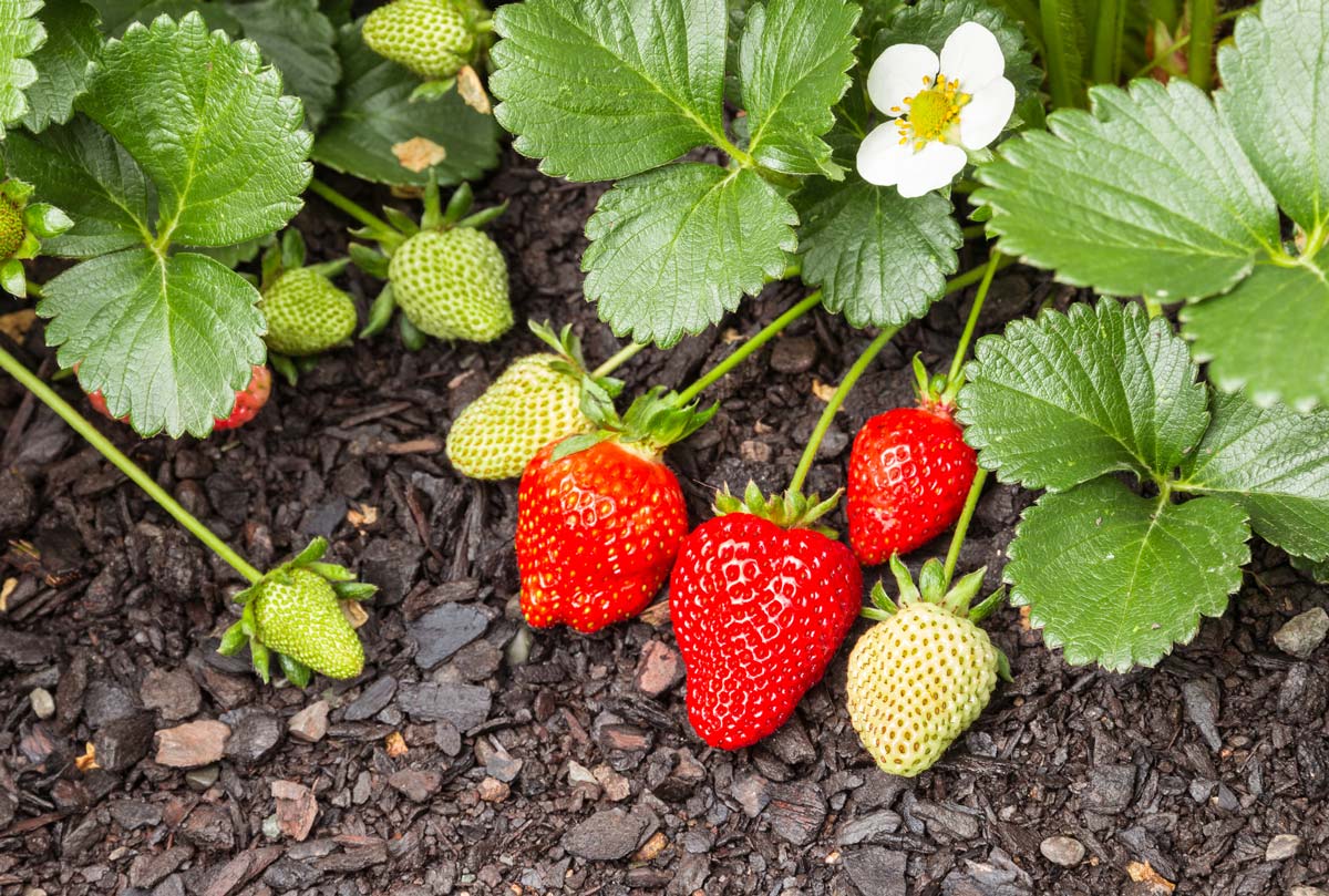 Companion Planting with Asparagus and Strawberries Abundant Permaculture