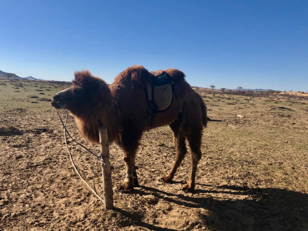 Is It Safe To Visit Mongolia? Staying Safe While Traveling Mongolia A