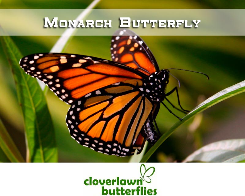 Monarch Butterfly Information and Monarch Butterfly Release Packages